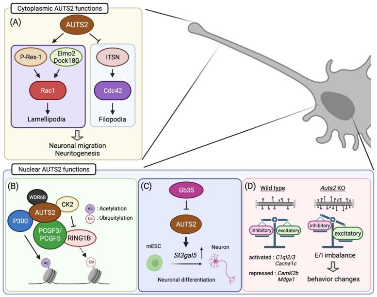https://cdn.ncbi.nlm.nih.gov/pmc/blobs/b00b/8750789/8011ec832fa1/cells-11-00011-g002.jpg