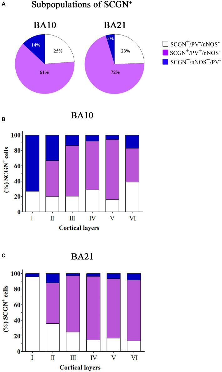 https://cdn.ncbi.nlm.nih.gov/pmc/blobs/b00f/10646422/45e730baad6b/fnana-17-1210502-g009.jpg