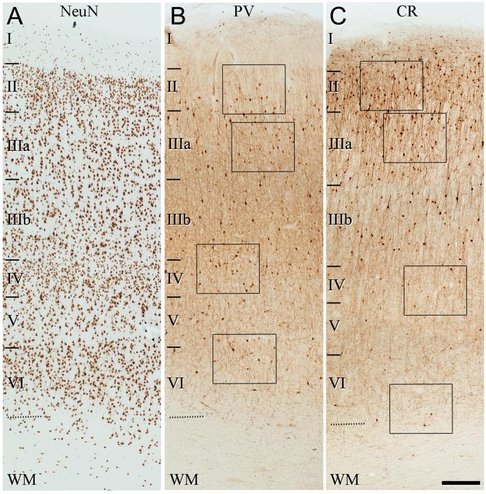 https://cdn.ncbi.nlm.nih.gov/pmc/blobs/b00f/10646422/6ff8bdaaecc5/fnana-17-1210502-g005.jpg