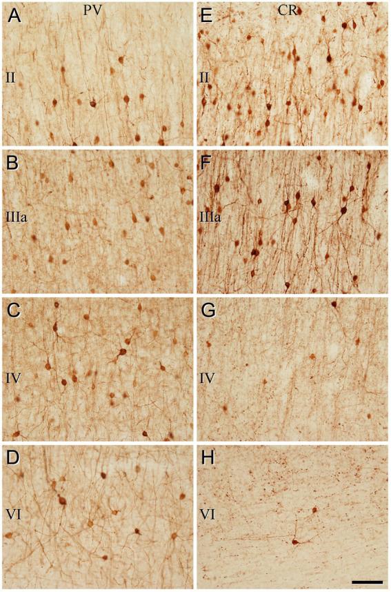 https://cdn.ncbi.nlm.nih.gov/pmc/blobs/b00f/10646422/c445c908126c/fnana-17-1210502-g006.jpg