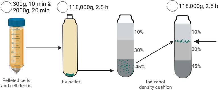 https://cdn.ncbi.nlm.nih.gov/pmc/blobs/b011/11780982/674eb873c305/12951_2025_3125_Fig1_HTML.jpg
