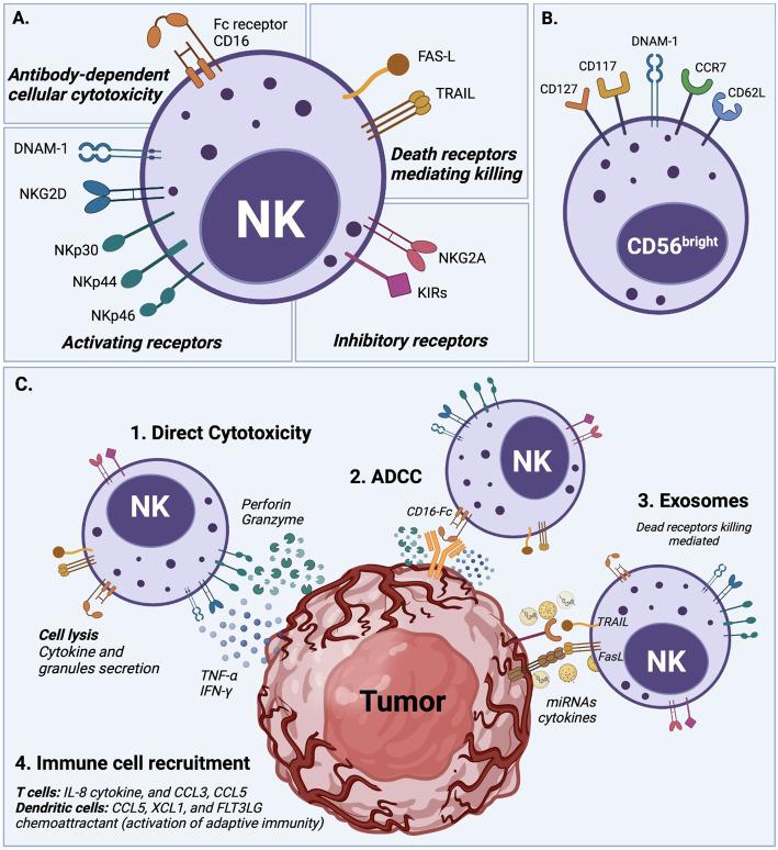 https://cdn.ncbi.nlm.nih.gov/pmc/blobs/b013/10185894/dd415c5bbc7a/fimmu-14-1167666-g001.jpg