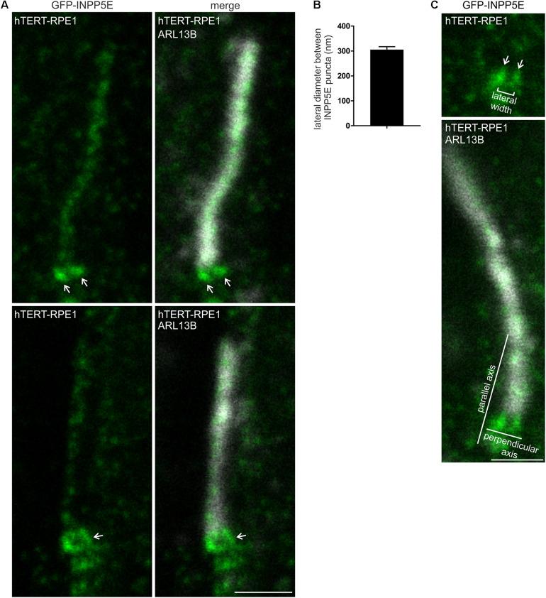 https://cdn.ncbi.nlm.nih.gov/pmc/blobs/b017/8120242/0bb85967107a/fcell-09-634649-g008.jpg