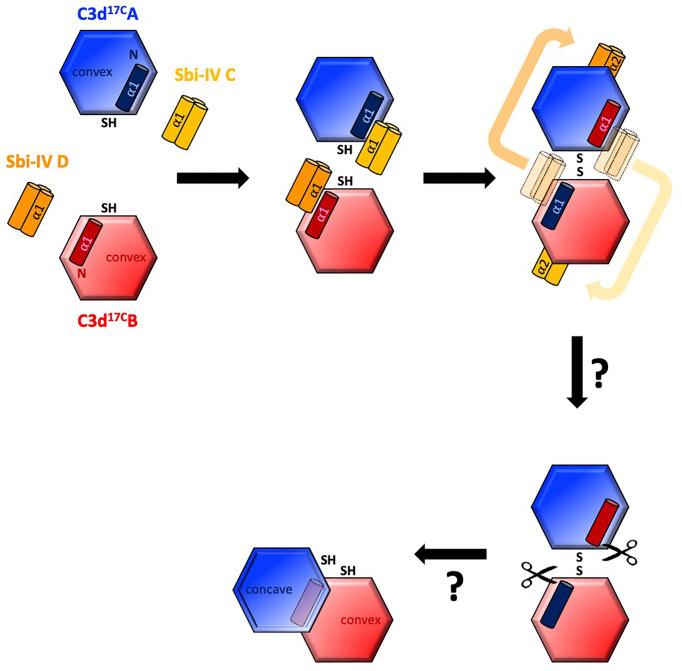 https://cdn.ncbi.nlm.nih.gov/pmc/blobs/b01d/9174452/71a23bbfddce/fimmu-13-892234-g005.jpg