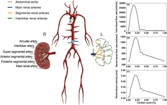 https://cdn.ncbi.nlm.nih.gov/pmc/blobs/b01e/11511740/1de8232236f1/10439_2024_3573_Fig2_HTML.jpg