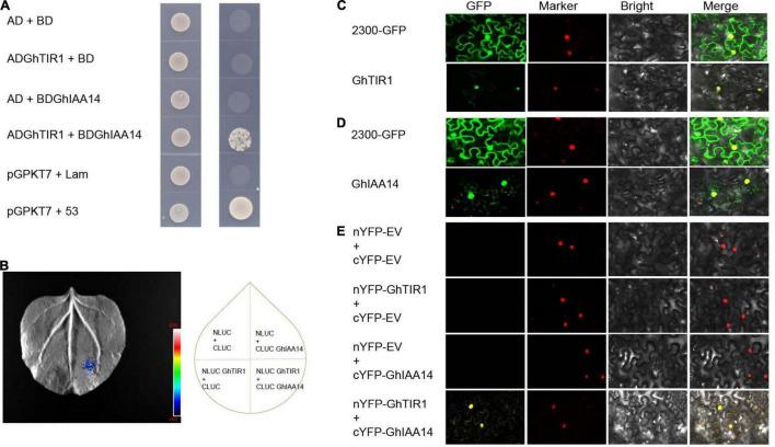 https://cdn.ncbi.nlm.nih.gov/pmc/blobs/b020/9111529/cdcc0c248e23/fpls-13-888703-g007.jpg