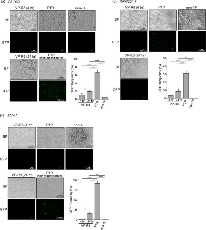 https://cdn.ncbi.nlm.nih.gov/pmc/blobs/b022/9096039/47e4d18e6783/jvms-84-484-g002.jpg