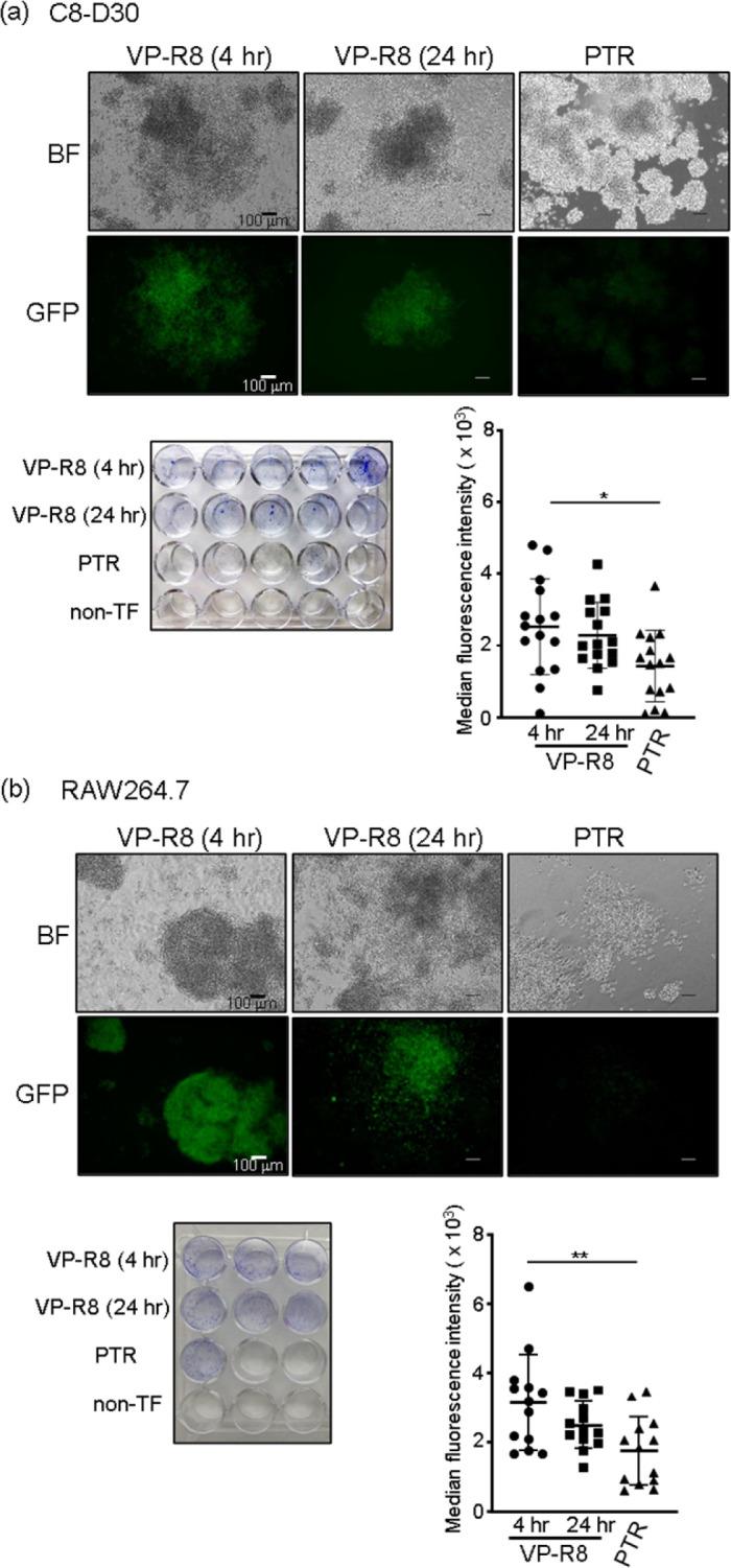 https://cdn.ncbi.nlm.nih.gov/pmc/blobs/b022/9096039/b39fa5c920ad/jvms-84-484-g004.jpg
