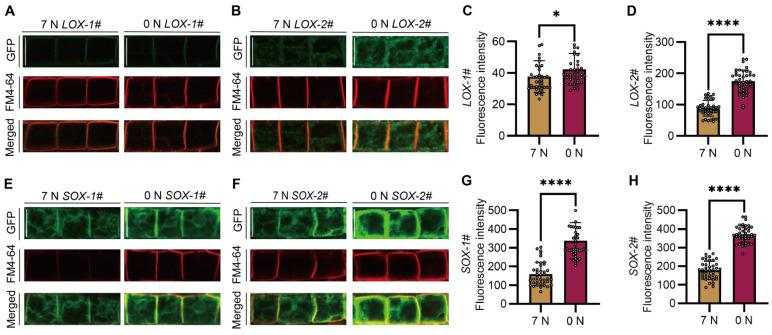 https://cdn.ncbi.nlm.nih.gov/pmc/blobs/b023/11172308/3352c3c237a1/ijms-25-05840-g007.jpg