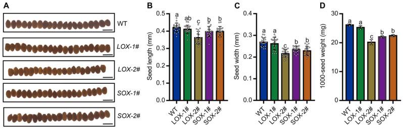 https://cdn.ncbi.nlm.nih.gov/pmc/blobs/b023/11172308/5bf1e8f4ac0e/ijms-25-05840-g004.jpg