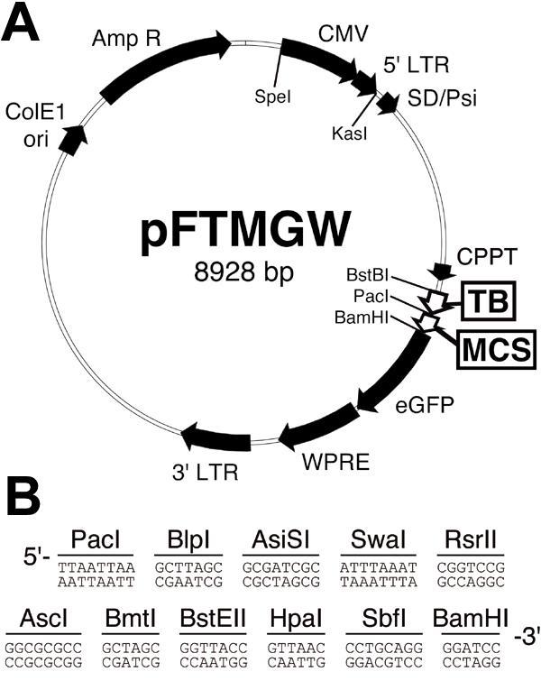 https://cdn.ncbi.nlm.nih.gov/pmc/blobs/b029/2765473/271bd5418936/mv-v13-730-f1.jpg