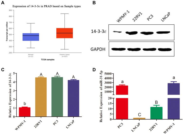 https://cdn.ncbi.nlm.nih.gov/pmc/blobs/b029/7402864/11f0291d9b18/CMAR-12-6679-g0003.jpg