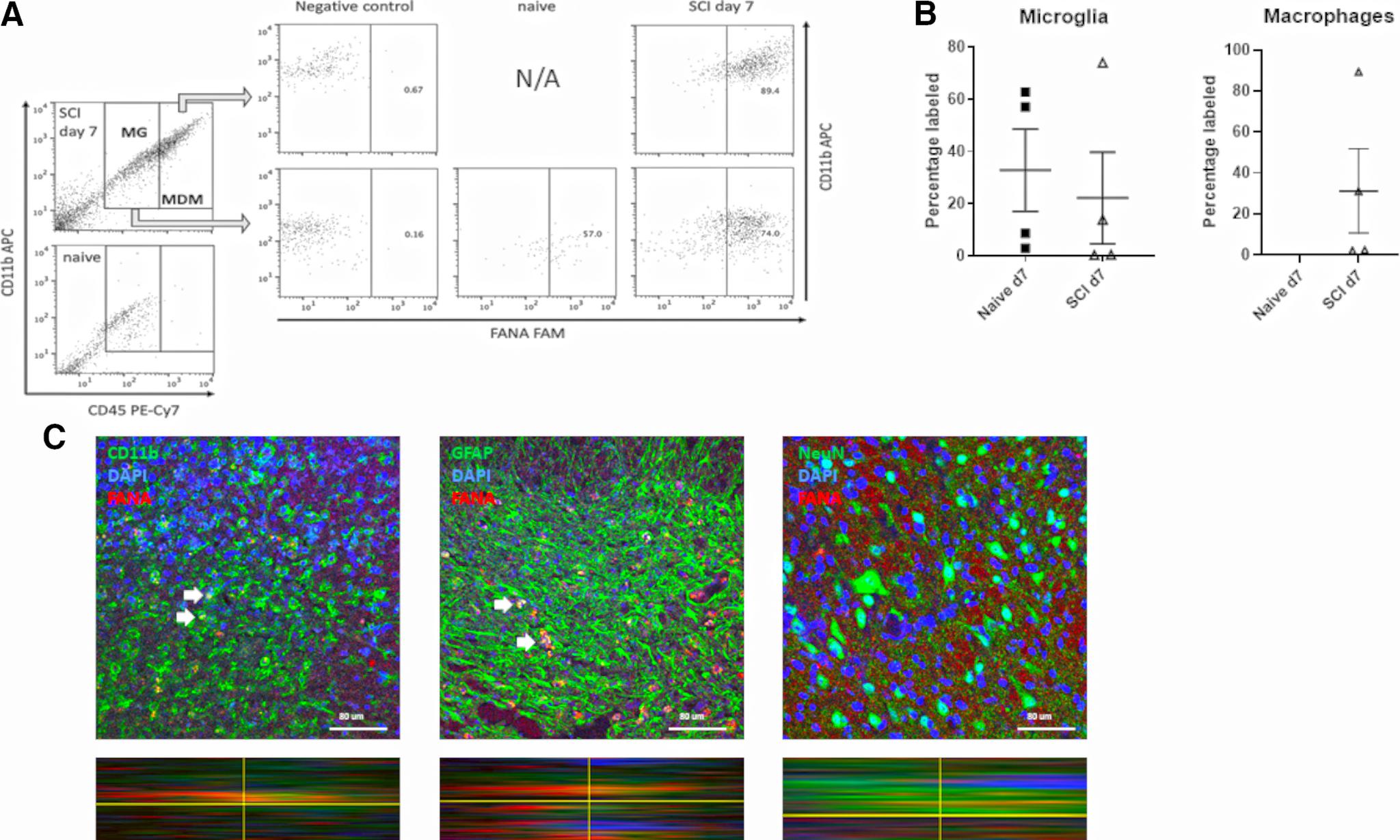 https://cdn.ncbi.nlm.nih.gov/pmc/blobs/b02a/7986543/a5dc916a8f4b/SN-ENUJ210063F002.jpg