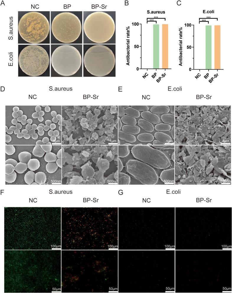 https://cdn.ncbi.nlm.nih.gov/pmc/blobs/b02e/11787790/89c419de090b/IJN-20-1119-g0005.jpg