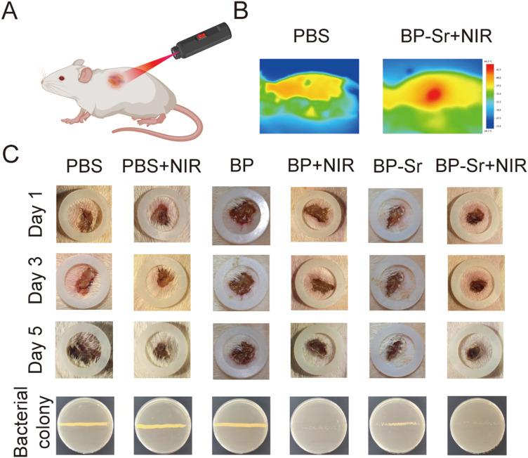 https://cdn.ncbi.nlm.nih.gov/pmc/blobs/b02e/11787790/f32b4dfc5f48/IJN-20-1119-g0009.jpg
