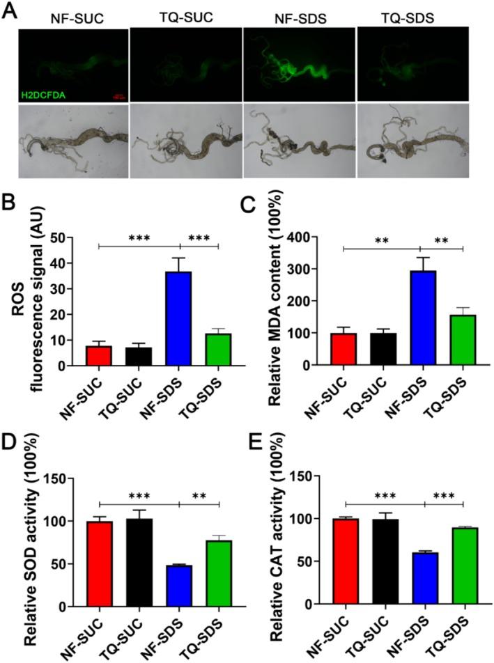 https://cdn.ncbi.nlm.nih.gov/pmc/blobs/b030/11932059/e65d5c445139/FSN3-13-e70113-g002.jpg