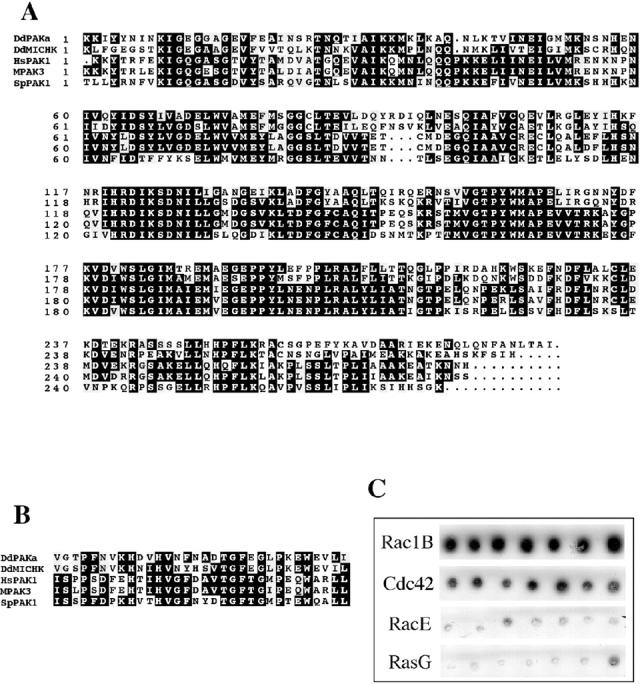 https://cdn.ncbi.nlm.nih.gov/pmc/blobs/b031/2151188/863a03957b31/JCB9902057.f2.jpg