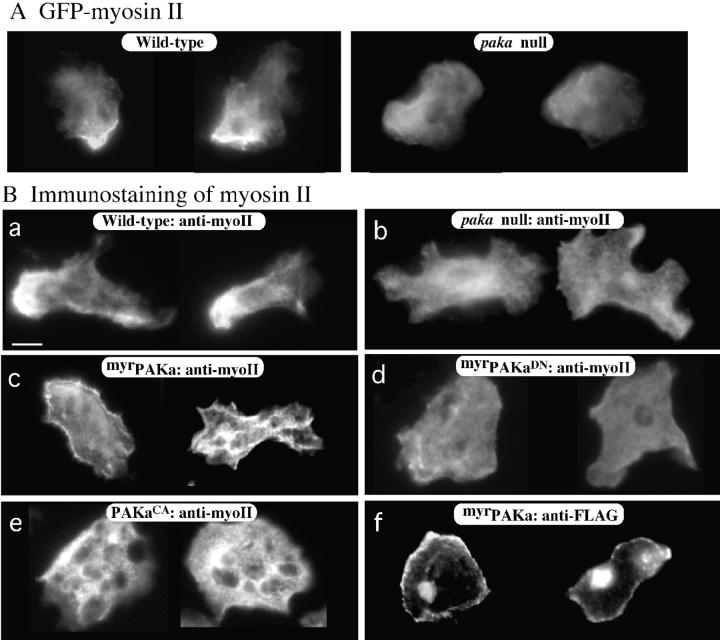 https://cdn.ncbi.nlm.nih.gov/pmc/blobs/b031/2151188/fee8ac619302/JCB9902057.f8.jpg