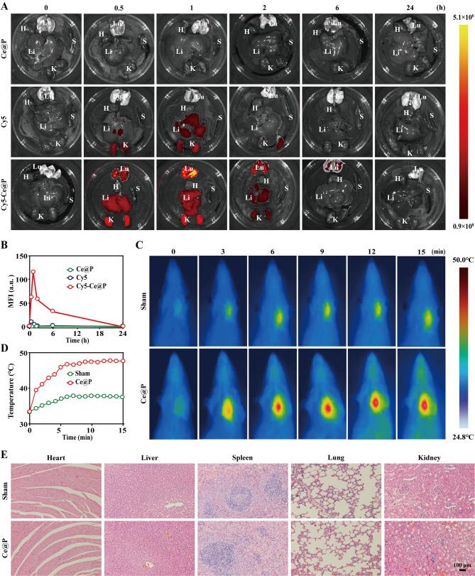 https://cdn.ncbi.nlm.nih.gov/pmc/blobs/b033/11162040/5f1ab6284c41/12951_2024_2570_Fig6_HTML.jpg