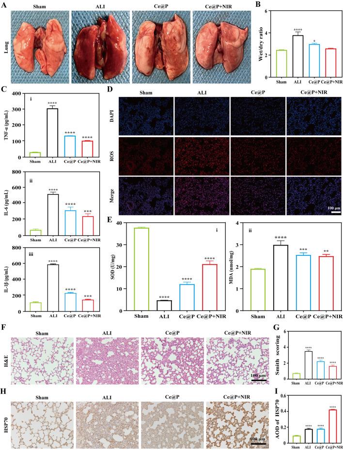 https://cdn.ncbi.nlm.nih.gov/pmc/blobs/b033/11162040/846f98809823/12951_2024_2570_Fig7_HTML.jpg