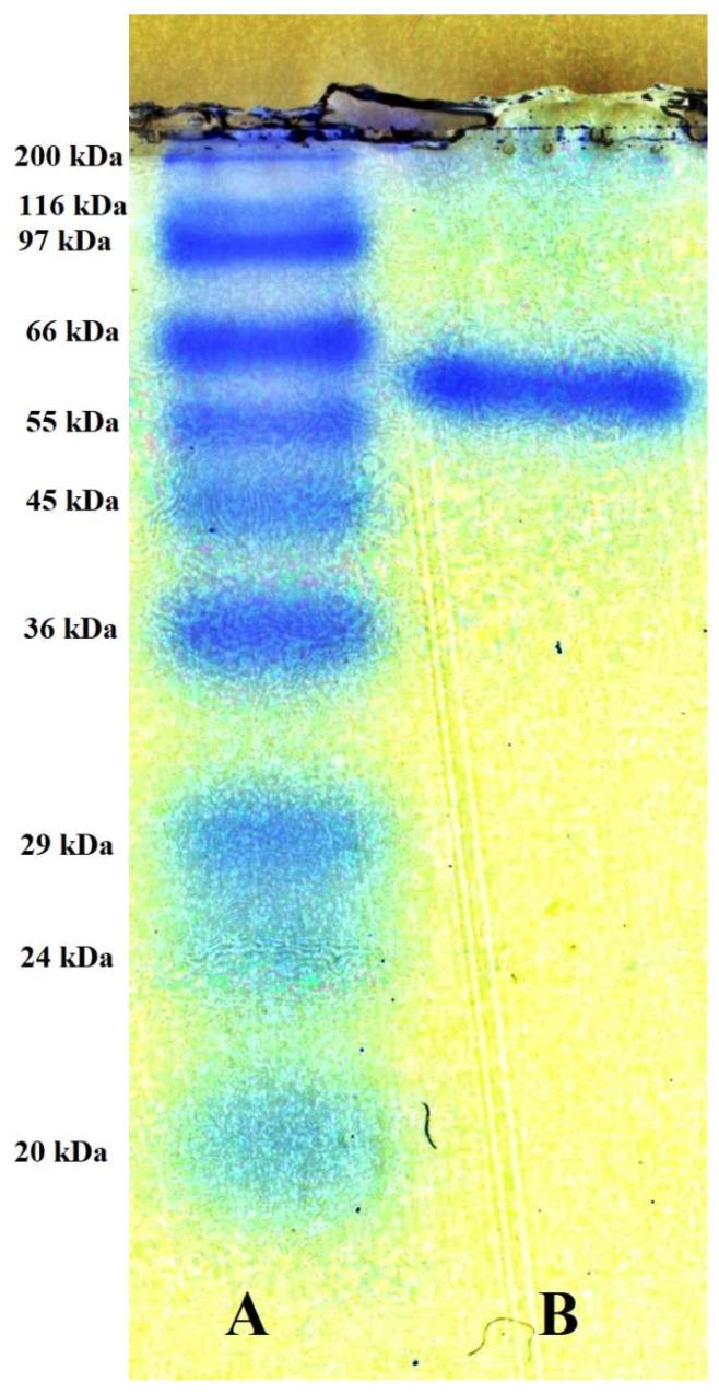 https://cdn.ncbi.nlm.nih.gov/pmc/blobs/b036/6520834/34e3efd1a8b2/marinedrugs-17-00217-g003.jpg