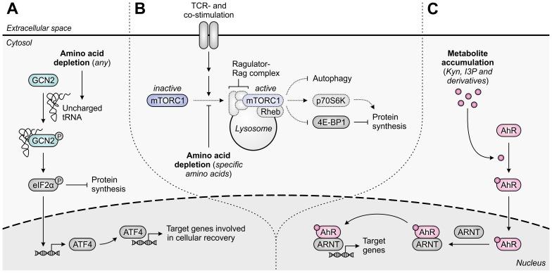 https://cdn.ncbi.nlm.nih.gov/pmc/blobs/b037/11359565/1270dc654399/fimmu-15-1440269-g002.jpg