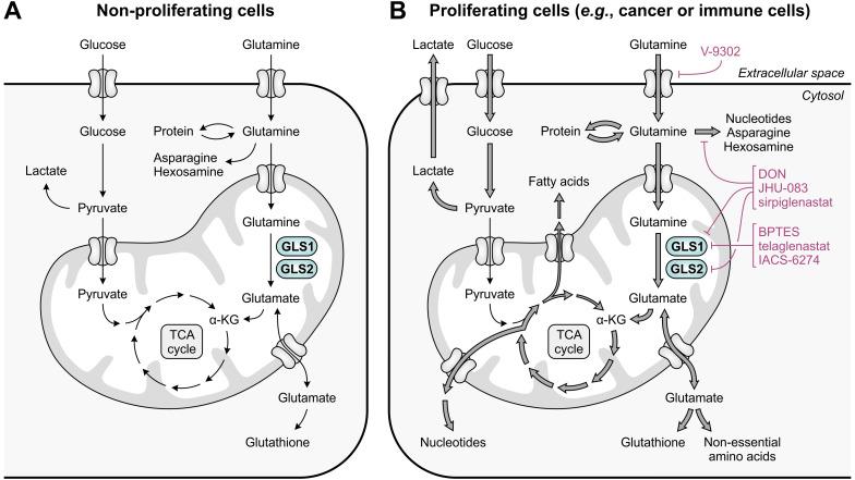 https://cdn.ncbi.nlm.nih.gov/pmc/blobs/b037/11359565/7e9a15139f2b/fimmu-15-1440269-g003.jpg