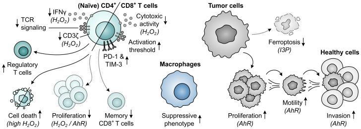 https://cdn.ncbi.nlm.nih.gov/pmc/blobs/b037/11359565/8b82a8d63038/fimmu-15-1440269-g013.jpg