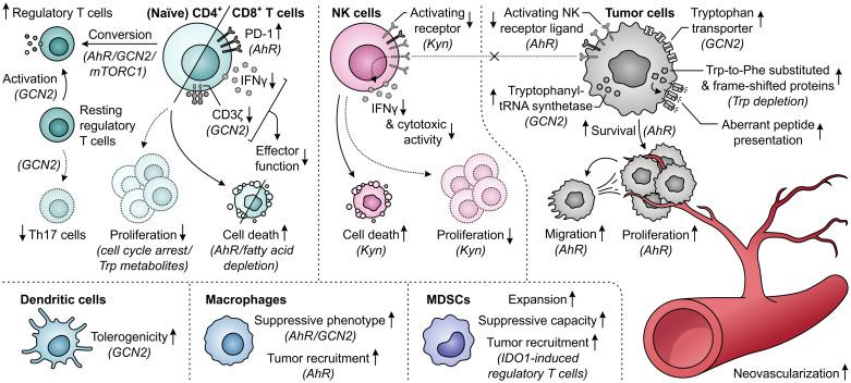 https://cdn.ncbi.nlm.nih.gov/pmc/blobs/b037/11359565/bccb054fa3b9/fimmu-15-1440269-g011.jpg