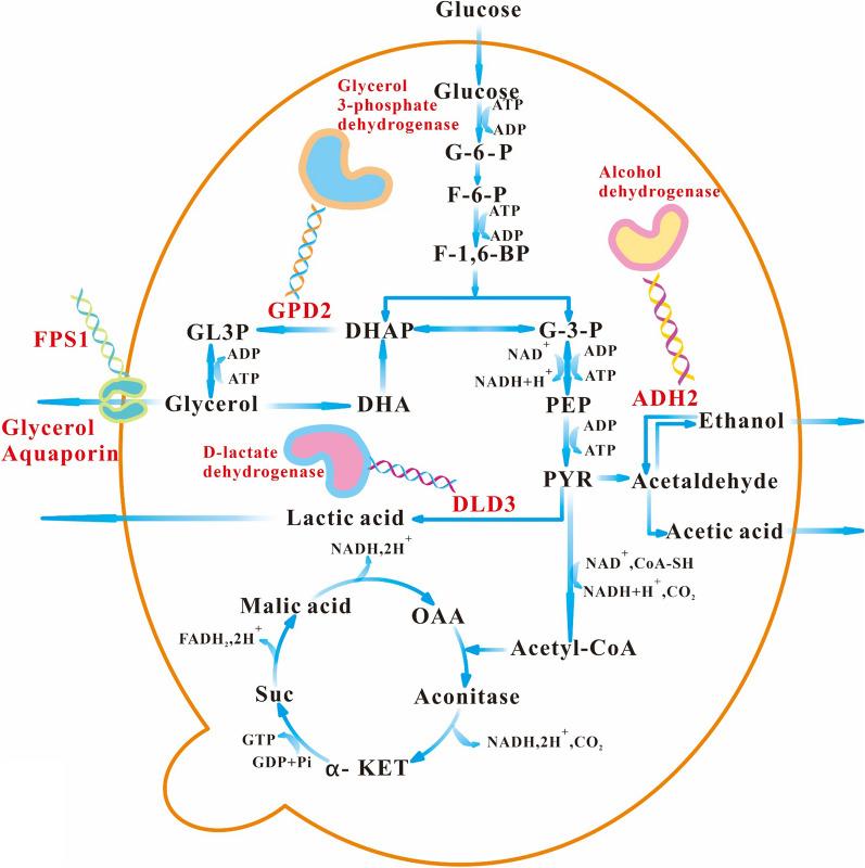https://cdn.ncbi.nlm.nih.gov/pmc/blobs/b037/9375381/b096dbbeca76/12934_2022_1885_Fig1_HTML.jpg