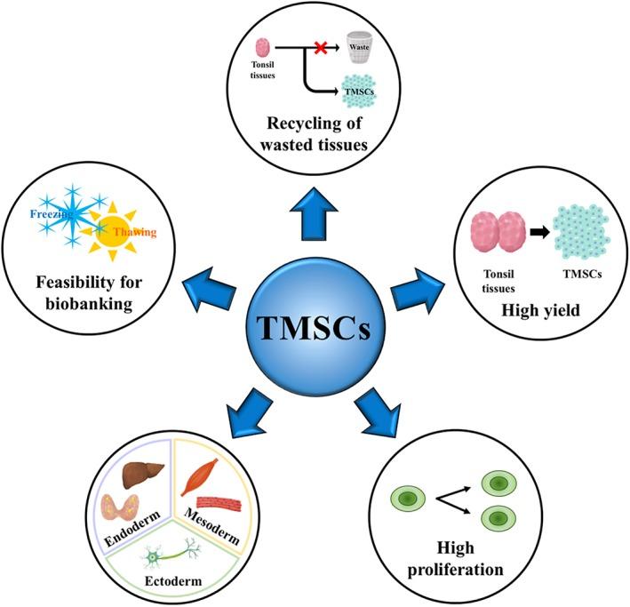https://cdn.ncbi.nlm.nih.gov/pmc/blobs/b038/6852396/825ca0a58eb0/STEM-37-1252-g001.jpg