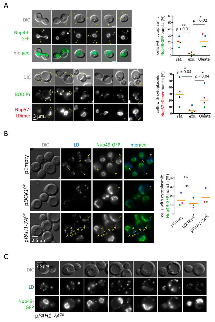 https://cdn.ncbi.nlm.nih.gov/pmc/blobs/b038/7926788/9c972d77ea63/cells-10-00472-g004.jpg