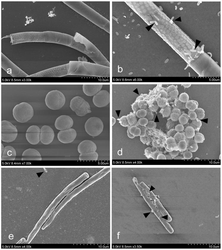 https://cdn.ncbi.nlm.nih.gov/pmc/blobs/b039/3896425/ee88d63e2a27/pone.0085950.g002.jpg