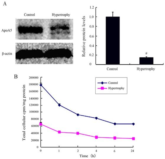https://cdn.ncbi.nlm.nih.gov/pmc/blobs/b039/5865834/31c0fb9103e5/mmr-16-05-6771-g01.jpg