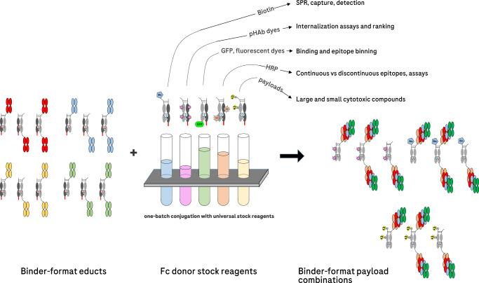 https://cdn.ncbi.nlm.nih.gov/pmc/blobs/b042/11525586/ea06d8ae8c4c/41467_2024_53730_Fig6_HTML.jpg