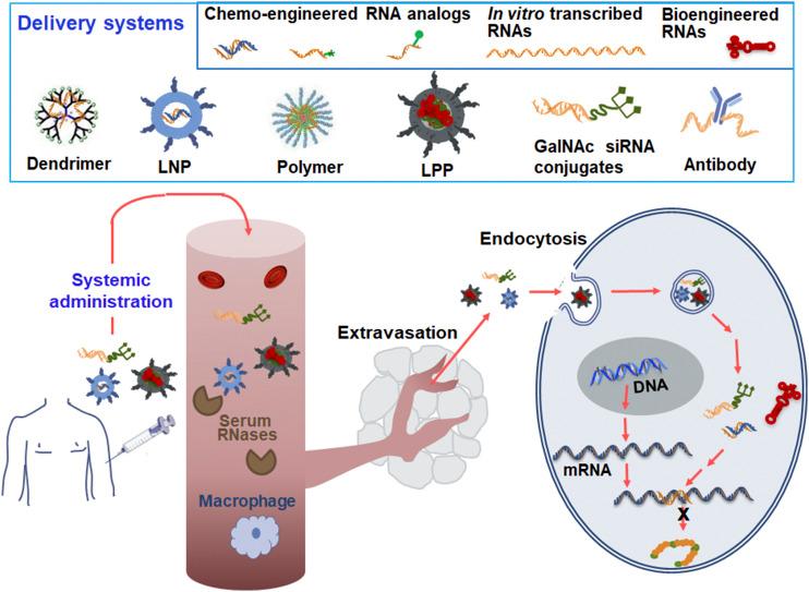 https://cdn.ncbi.nlm.nih.gov/pmc/blobs/b042/7495341/866efbae1552/pr.120.019554f3.jpg