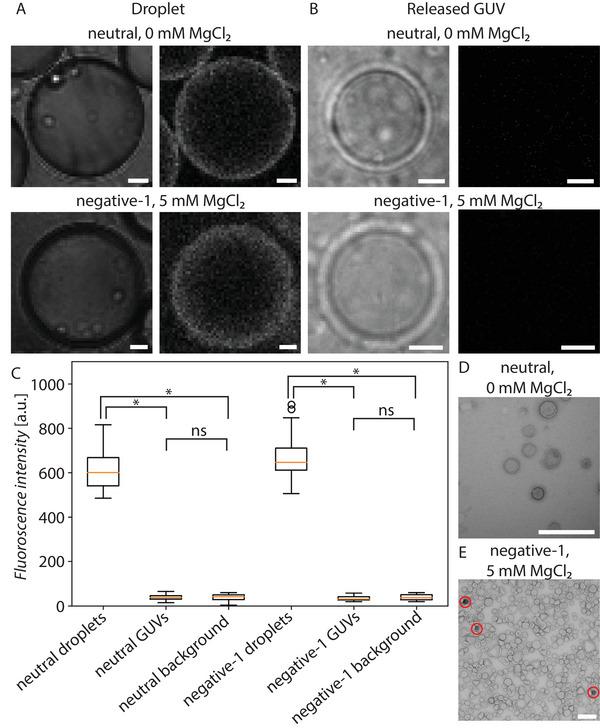 https://cdn.ncbi.nlm.nih.gov/pmc/blobs/b045/10700689/76fb16b3c6ab/ADVS-10-2302461-g009.jpg