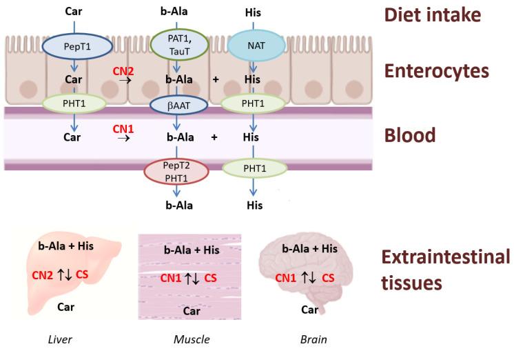 https://cdn.ncbi.nlm.nih.gov/pmc/blobs/b047/10096773/cf4707bc3386/nutrients-15-01770-g003.jpg