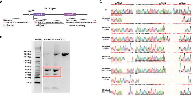 https://cdn.ncbi.nlm.nih.gov/pmc/blobs/b047/11324552/1d1ee8e6d640/fpls-15-1448807-g001.jpg