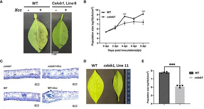 https://cdn.ncbi.nlm.nih.gov/pmc/blobs/b047/11324552/ff4b8437172a/fpls-15-1448807-g004.jpg