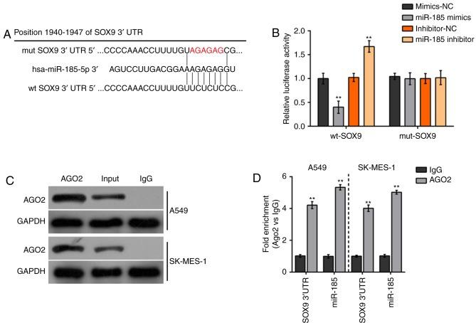 https://cdn.ncbi.nlm.nih.gov/pmc/blobs/b04a/5780119/72c0b4c058eb/MMR-17-01-1742-g04.jpg