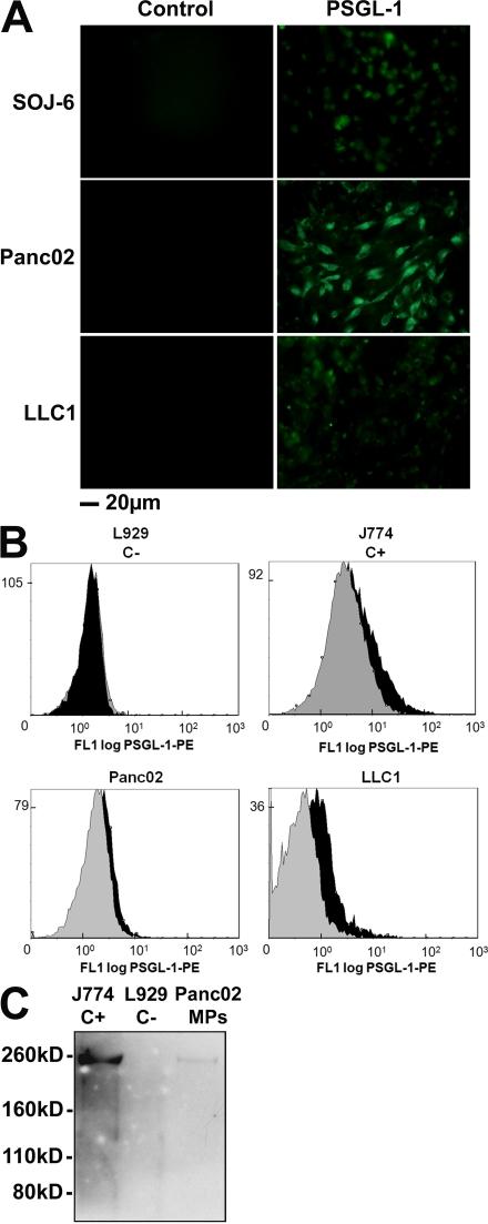 https://cdn.ncbi.nlm.nih.gov/pmc/blobs/b04d/2737159/a2caedacd0be/JEM_20082297_RGB_Fig2.jpg