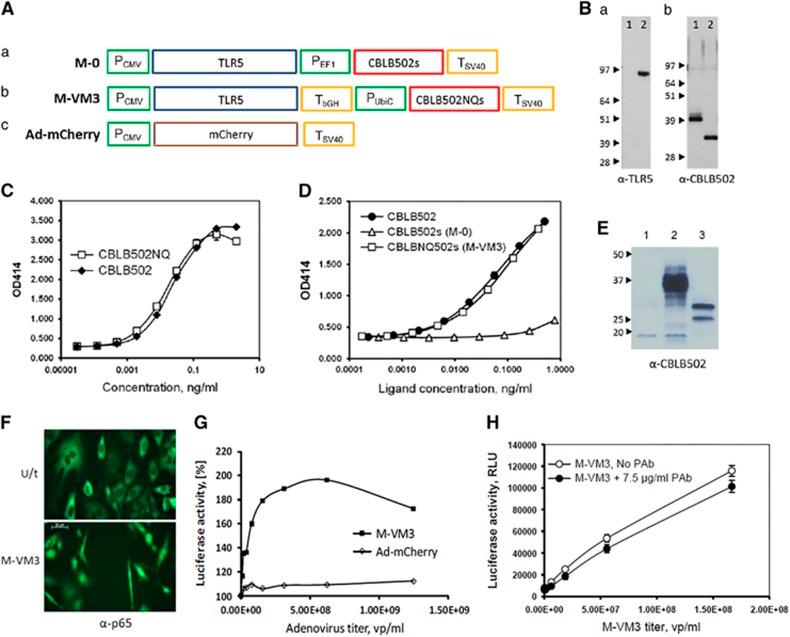 https://cdn.ncbi.nlm.nih.gov/pmc/blobs/b04d/5799711/ef1bb12233b6/onc2017346f1.jpg