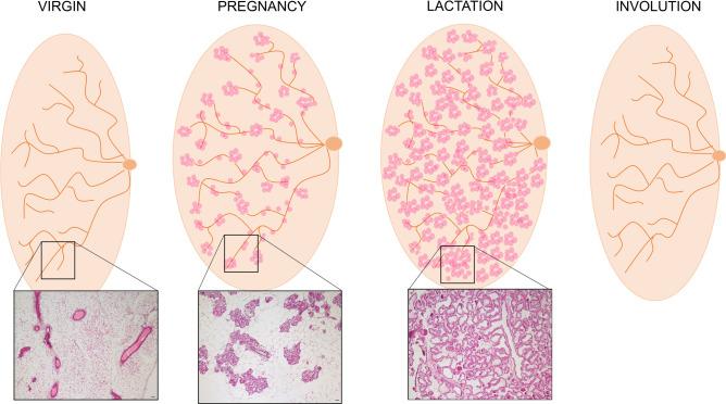 https://cdn.ncbi.nlm.nih.gov/pmc/blobs/b04d/8087566/0582e7404cb4/11154_2021_9633_Fig2_HTML.jpg