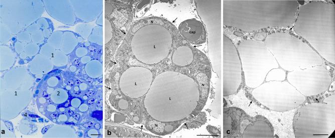 https://cdn.ncbi.nlm.nih.gov/pmc/blobs/b04d/8087566/0b9cefcff4a4/11154_2021_9633_Fig4_HTML.jpg