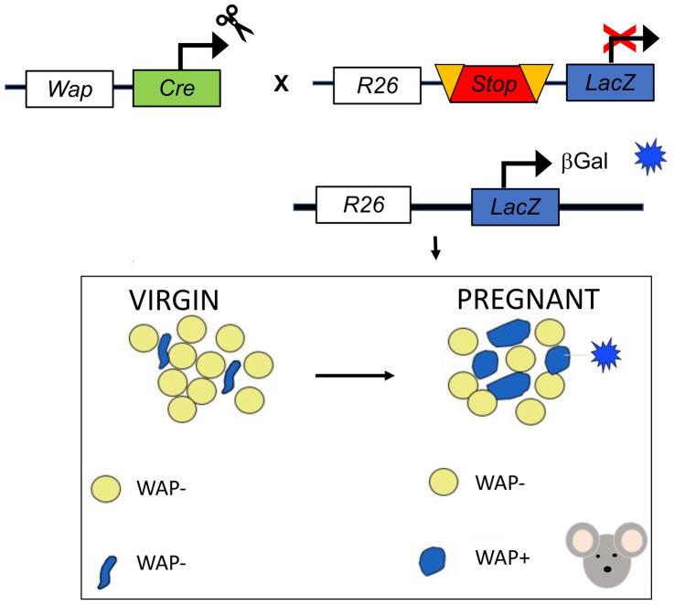 https://cdn.ncbi.nlm.nih.gov/pmc/blobs/b04d/8087566/a817df8a090f/11154_2021_9633_Fig5_HTML.jpg