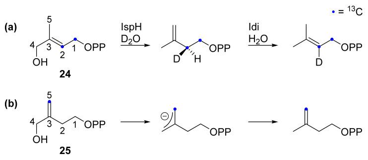 https://cdn.ncbi.nlm.nih.gov/pmc/blobs/b04e/8837944/19dec99497fb/molecules-27-00708-sch004.jpg