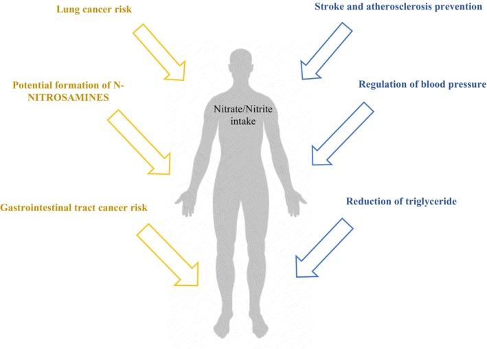 https://cdn.ncbi.nlm.nih.gov/pmc/blobs/b050/12008047/469272d093f6/FSN3-13-e70186-g004.jpg