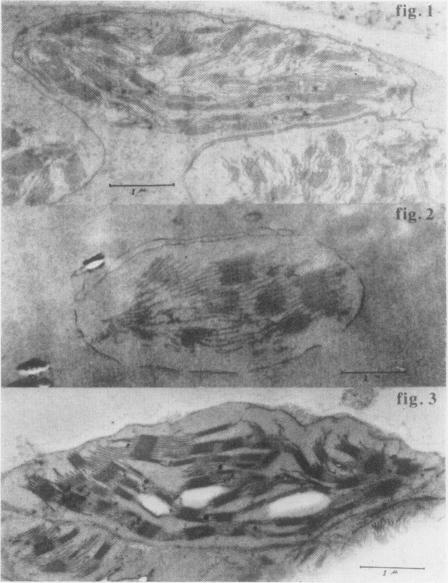 https://cdn.ncbi.nlm.nih.gov/pmc/blobs/b051/550460/f0ce6c064f67/plntphys00408-0274-a.jpg