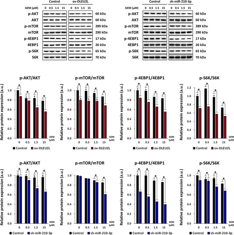 https://cdn.ncbi.nlm.nih.gov/pmc/blobs/b054/8100451/4471c5012b4f/fmolb-08-645365-g004.jpg